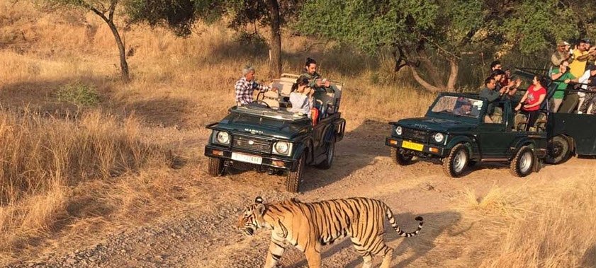 Ranthambore Safari